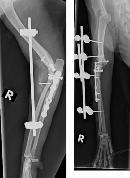 August 2013 Small animal case | OrthoVetSuperSite