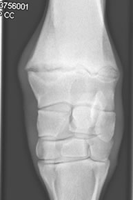 January 2008, Large Animal Case 2 | OrthoVetSuperSite